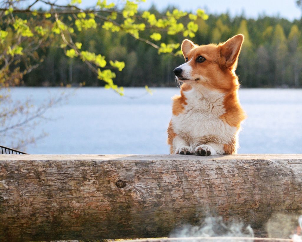 Wanderhütte mit Hund Campingparadies Freilingen